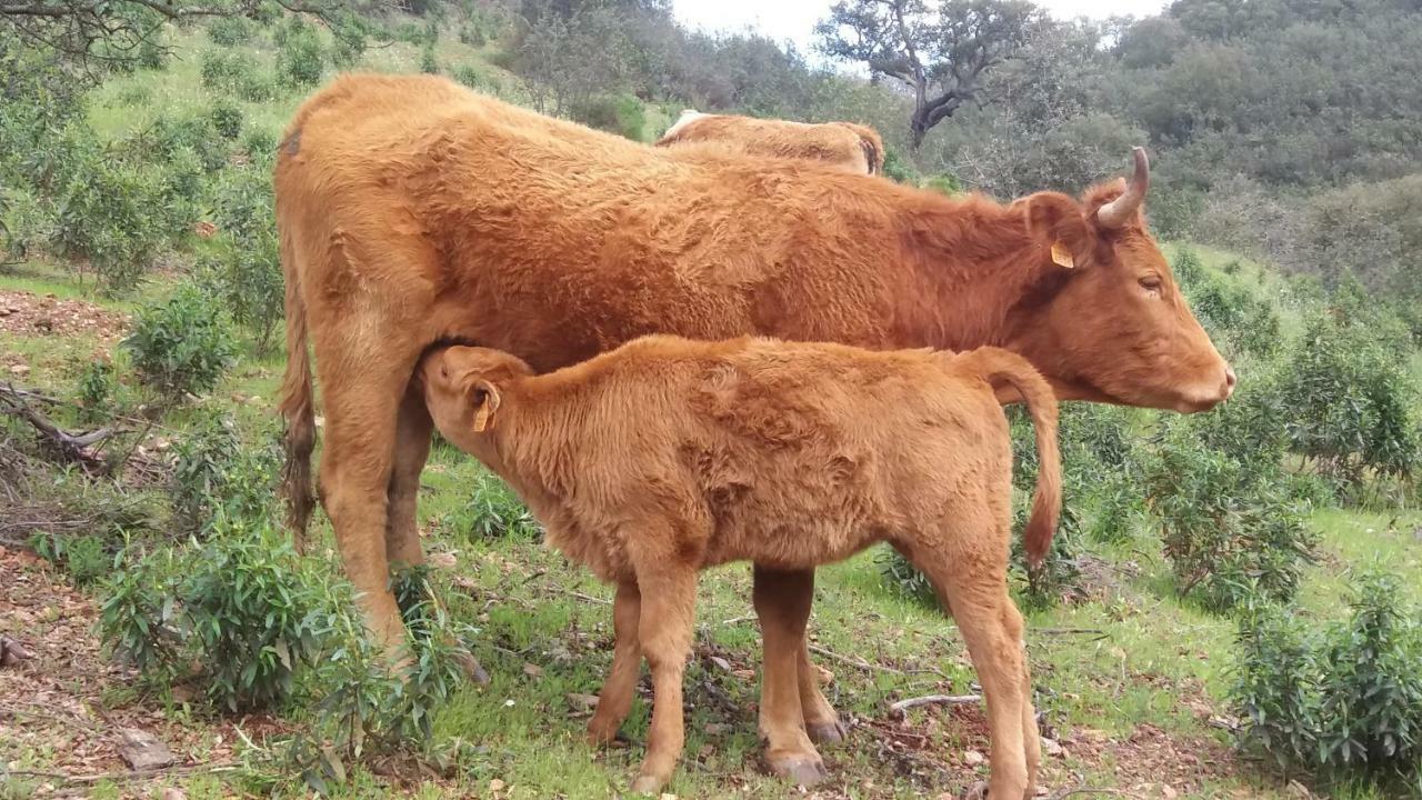 Agroturismo Flores Do Campo Villa Vila Verde de Ficalho Екстериор снимка