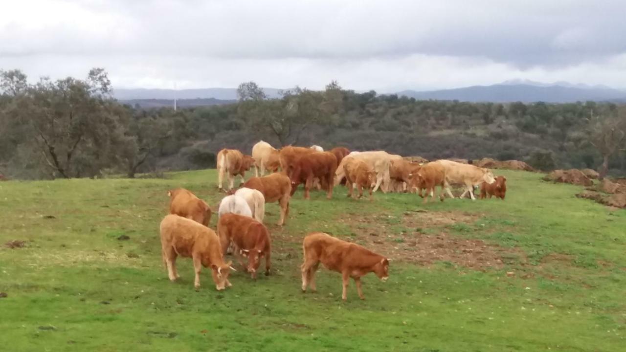 Agroturismo Flores Do Campo Villa Vila Verde de Ficalho Екстериор снимка